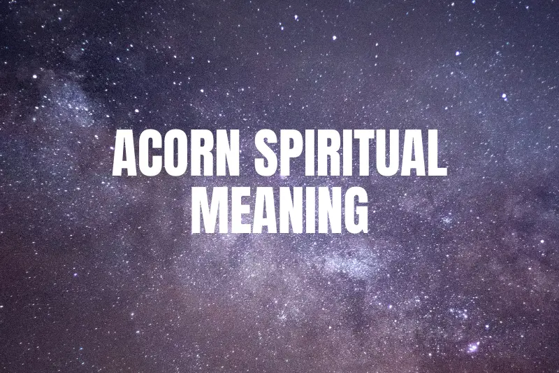 “Unlocking the Enchanting Acorn Spiritual Meaning: An Inspiring Journey of Symbolism and Wisdom”