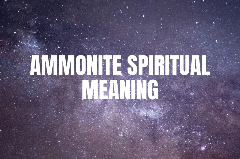 “Unveiling the Mystical Ammonite: Delve into its Fascinating Spiritual Meaning”