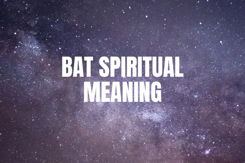 “Unlocking the Mystical Realm: Bat Spiritual Meaning Demystified!”