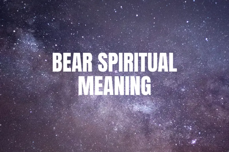 “Bear Spiritual Meaning: Unveiling the Profound Symbolism of this Majestic Creature”