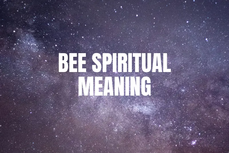 “The Buzzing Revelation: Unveiling the Bee’s Spiritual Meaning”