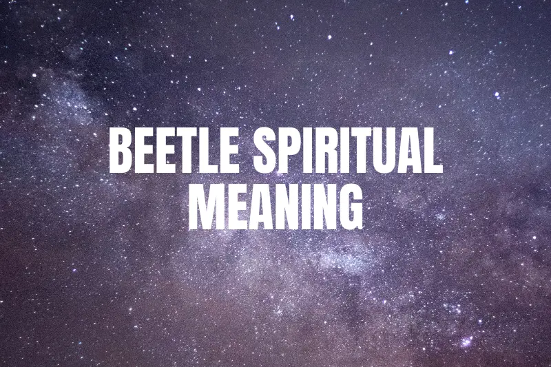 “Baffling Beetle Spiritual Meaning Unveiled: Decoding the Mystery Behind These Divine Insects”