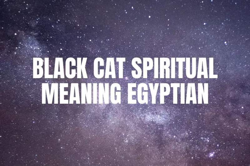 “Unveiling the Enigmatic Black Cat Spiritual Meaning in Egyptian Culture”