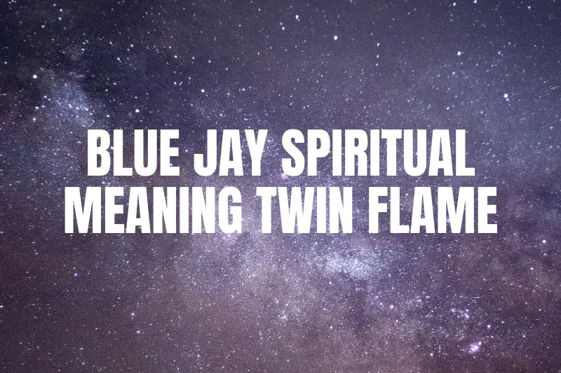 “Unlocking the Mystical Connection: Blue Jay Spiritual Meaning in Twin Flame Relationships”