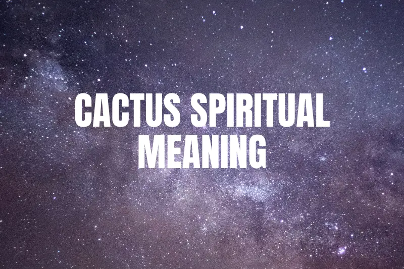 “Cactus: Unveiling the Spiritual Meaning Behind this Prickly Plant”