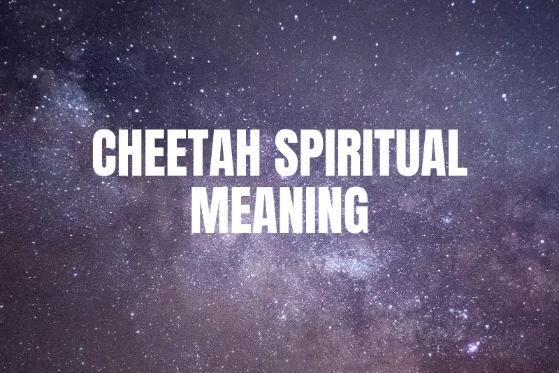 “Cheetah Spiritual Meaning: Unleashing the Wild Wisdom Within”