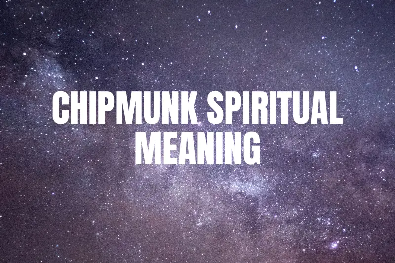 “Cracking the Nut: Exploring the Chipmunk Spiritual Meaning and its Symbolic Significance”