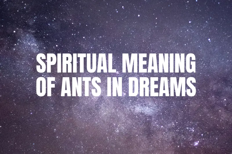 “The Fascinating Spiritual Meaning of Ants in Dreams: Unlocking the Secret Messages of the Tiny Insects”