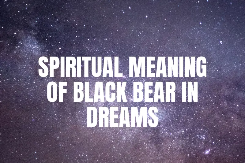 “The Spiritual Meaning of Black Bear in Dreams: Unlocking the Symbolism and Messages from the Divine”