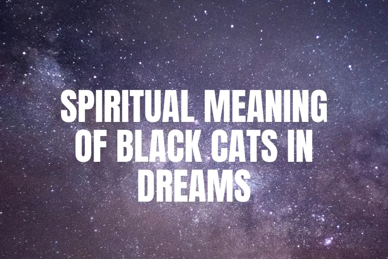 Unlocking the Mystery: Exploring the Spiritual Meaning of Black Cats in Dreams
