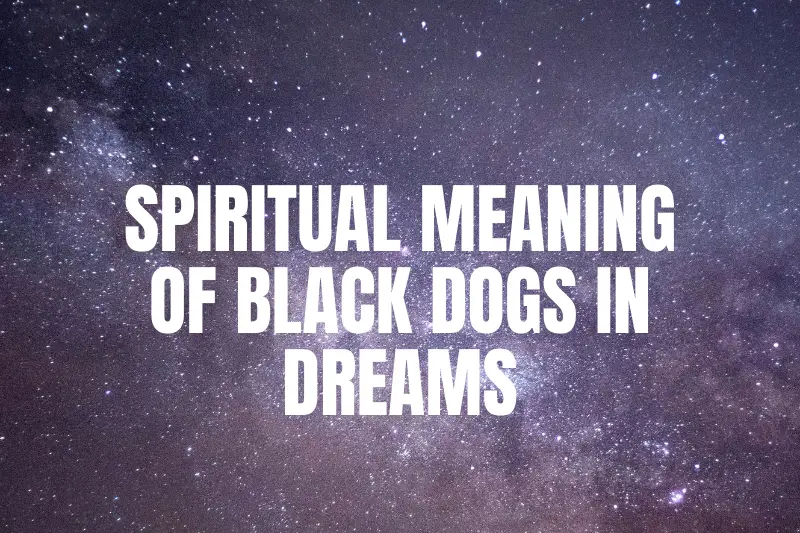 “Unveiling the Mysterious Spiritual Meaning of Black Dogs in Dreams: Insights into Your Subconscious Messages”