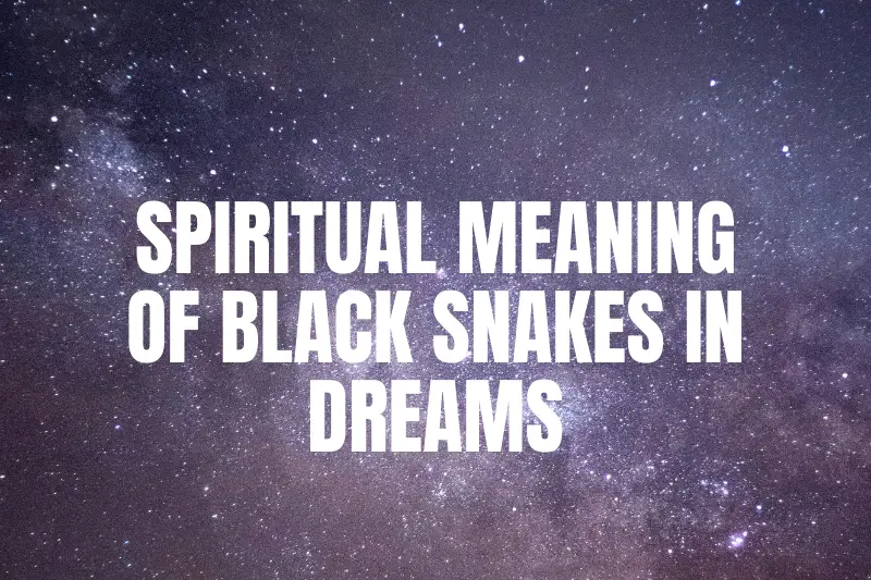 “Unlocking the Mysteries: The Spiritual Meaning of Black Snakes in Dreams Explained”