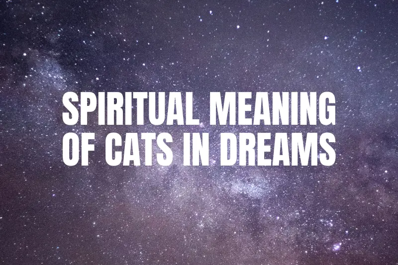 “Unlocking the Mystery: Exploring the Spiritual Meaning of Cats in Dreams”