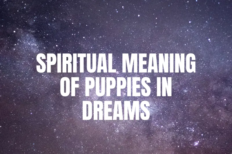 “Unveiling the Mystical World: Exploring the Spiritual Meaning of Puppies in Dreams”