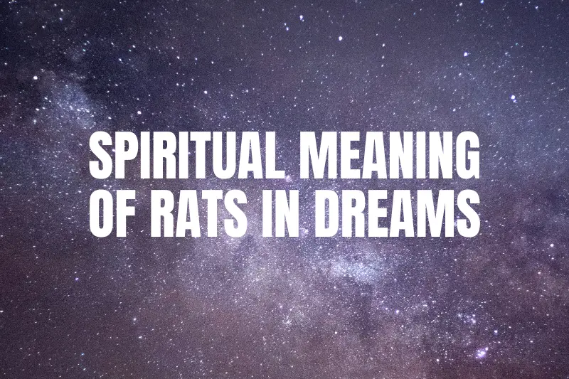 “The Spiritual Meaning of Rats in Dreams: Unlocking the Mysterious Messages from the Rodent Realm”