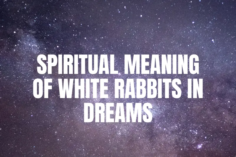 “Unlocking the Enigmatic Spiritual Meaning of White Rabbits in Dreams: A Journey Into the Hidden Realm of Symbolism”