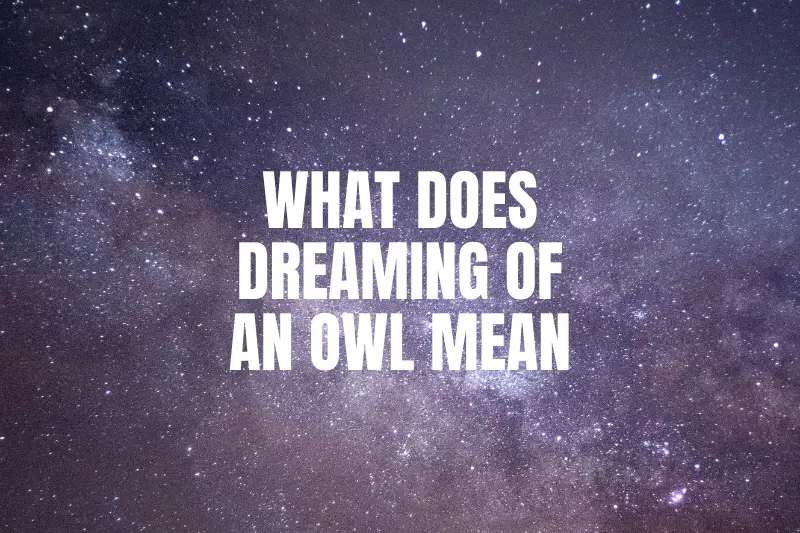 “What Does Dreaming of an Owl Mean? Decoding the Symbolism and Hidden Messages”