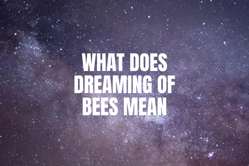 “What Does Dreaming of Bees Mean? Unveiling the Symbolic Secrets in Your Dreams”