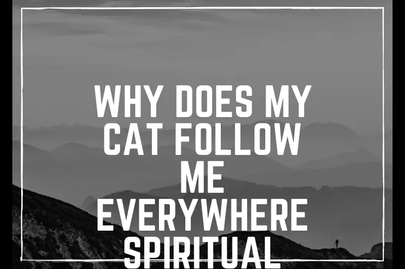 “Why Does My Cat Follow Me Everywhere? Exploring the Spiritual Meaning Behind Their Constant Presence”